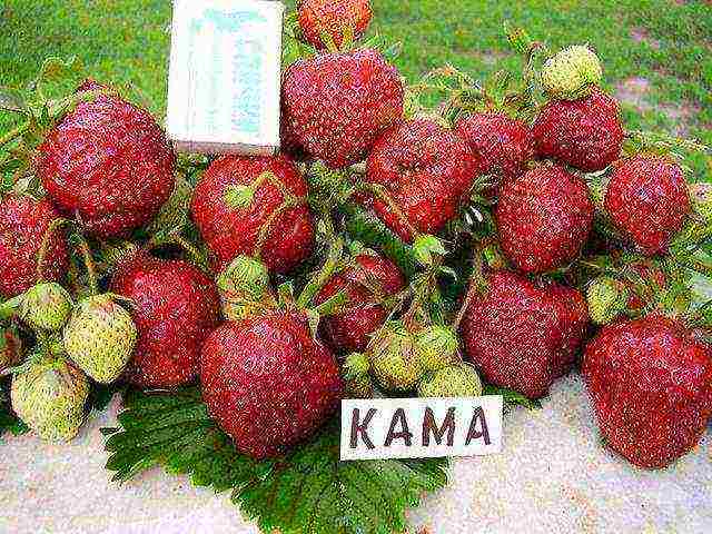 the best varieties of early strawberries