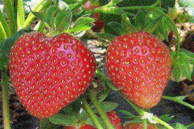 the best varieties of early strawberries