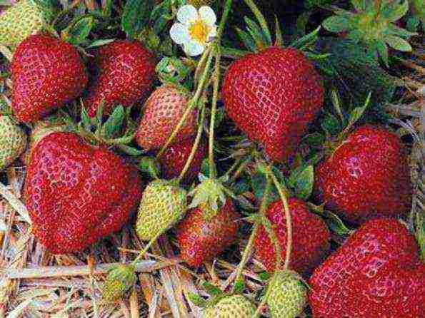 the best varieties of early strawberries