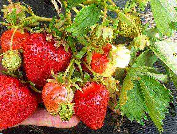 the best varieties of early strawberries