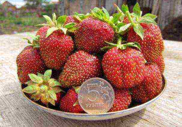 ang pinakamahusay na mga pagkakaiba-iba ng maagang mga strawberry