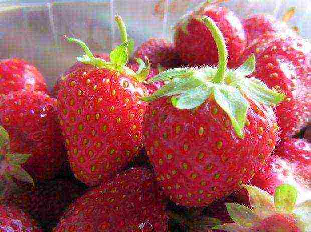 the best varieties of early strawberries