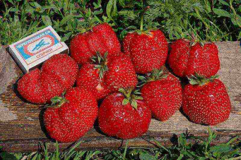 the best varieties of early strawberries