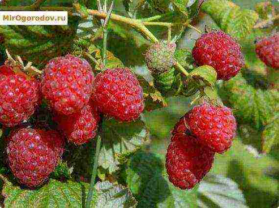 the best varieties of red raspberries