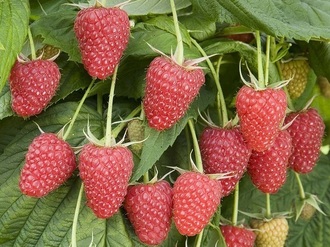 the best varieties of red raspberries