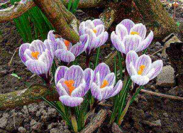 crocuses พันธุ์ที่ดีที่สุด