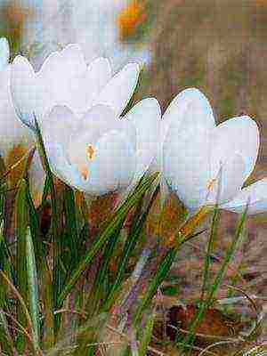 crocuses พันธุ์ที่ดีที่สุด