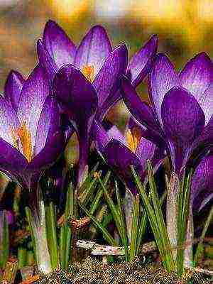 crocuses พันธุ์ที่ดีที่สุด