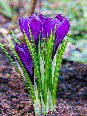 crocuses พันธุ์ที่ดีที่สุด