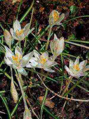 crocuses พันธุ์ที่ดีที่สุด