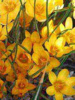 crocuses พันธุ์ที่ดีที่สุด