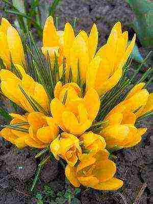 crocuses พันธุ์ที่ดีที่สุด