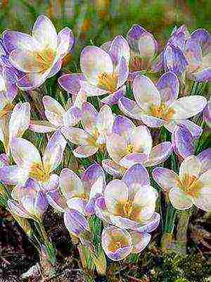 crocuses พันธุ์ที่ดีที่สุด