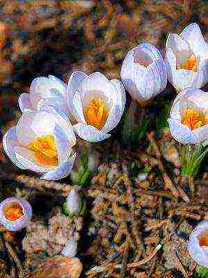 crocuses พันธุ์ที่ดีที่สุด