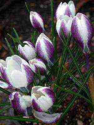 crocuses พันธุ์ที่ดีที่สุด