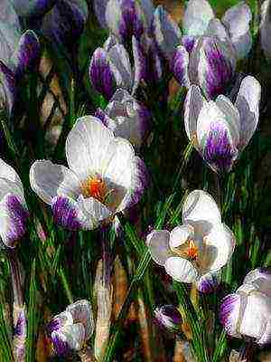 crocuses พันธุ์ที่ดีที่สุด