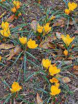 crocuses พันธุ์ที่ดีที่สุด