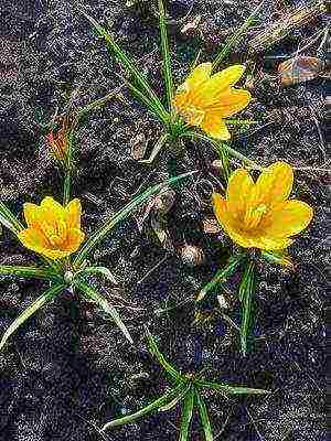 the best varieties of crocuses