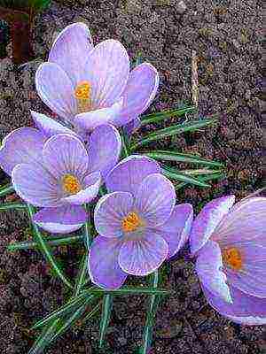 crocuses พันธุ์ที่ดีที่สุด