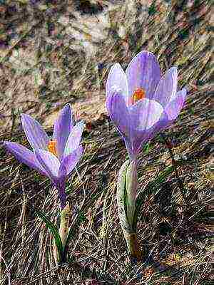 ang pinakamahusay na mga pagkakaiba-iba ng crocus