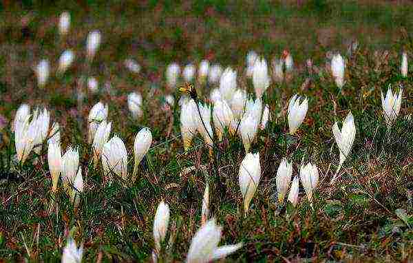 crocuses พันธุ์ที่ดีที่สุด