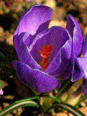 crocuses พันธุ์ที่ดีที่สุด