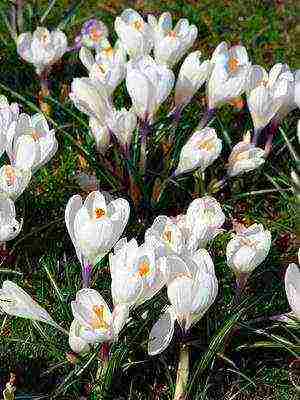 crocuses พันธุ์ที่ดีที่สุด