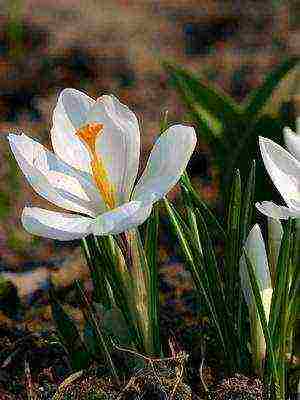 crocuses พันธุ์ที่ดีที่สุด