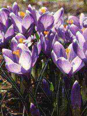 crocuses พันธุ์ที่ดีที่สุด