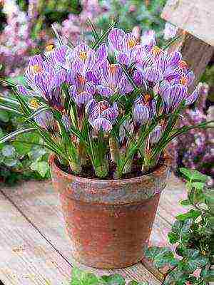 the best varieties of crocuses