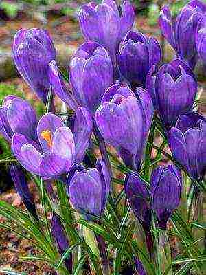 crocuses พันธุ์ที่ดีที่สุด