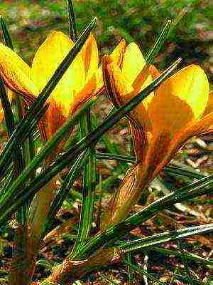 crocuses พันธุ์ที่ดีที่สุด