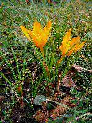 crocuses พันธุ์ที่ดีที่สุด