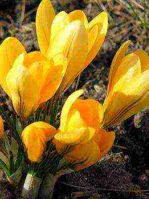 crocuses พันธุ์ที่ดีที่สุด