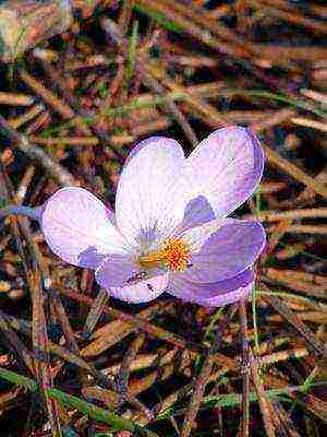 crocuses พันธุ์ที่ดีที่สุด