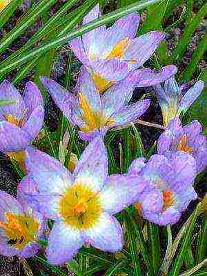 crocuses พันธุ์ที่ดีที่สุด