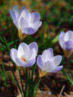 crocuses พันธุ์ที่ดีที่สุด