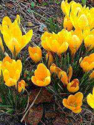 crocuses พันธุ์ที่ดีที่สุด