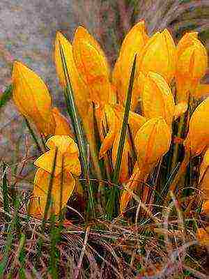 crocuses พันธุ์ที่ดีที่สุด