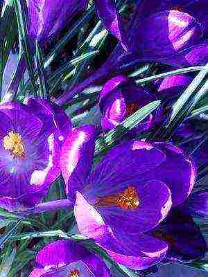 crocuses พันธุ์ที่ดีที่สุด