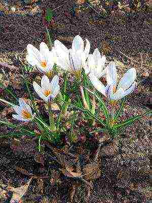 crocuses พันธุ์ที่ดีที่สุด