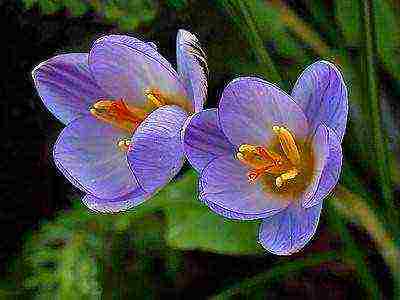 crocuses พันธุ์ที่ดีที่สุด