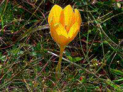 the best varieties of crocuses