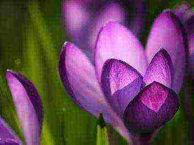 crocuses พันธุ์ที่ดีที่สุด