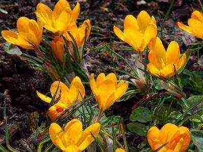 crocuses พันธุ์ที่ดีที่สุด