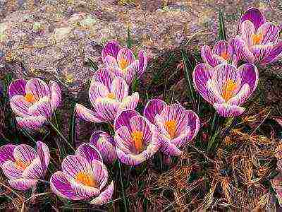 crocuses พันธุ์ที่ดีที่สุด