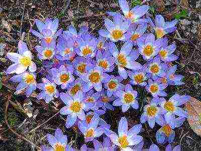 crocuses พันธุ์ที่ดีที่สุด