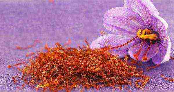 the best varieties of crocuses