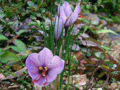 crocuses พันธุ์ที่ดีที่สุด