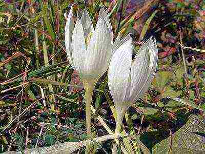 crocuses พันธุ์ที่ดีที่สุด